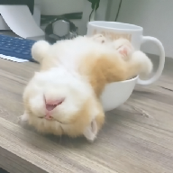 桃花视频